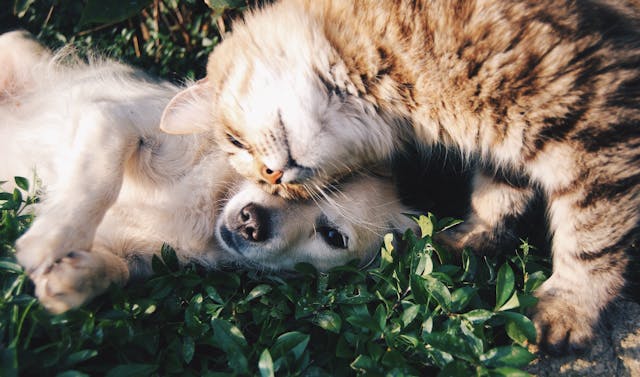 Spiritual healing for humans & animals in Zurich. Release blockages & find inner balance. Distance healing & on-site sessions.